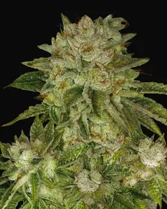 MK-Ultra Kush