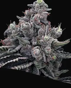 Mob Boss