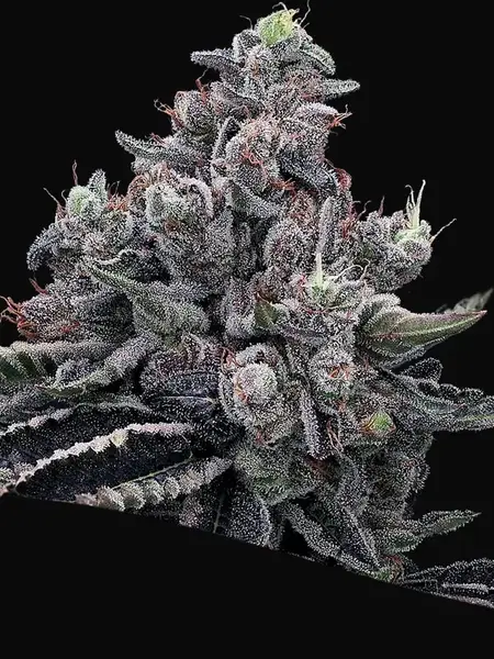 Mob Boss