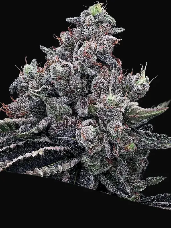 Mob Boss