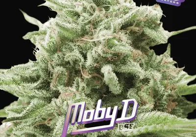 Moby-D
