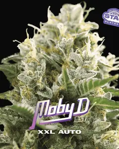 Moby-D XXL Auto
