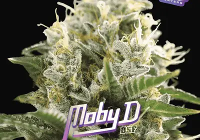 Moby-D XXL Auto