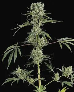 Moby Dick 2