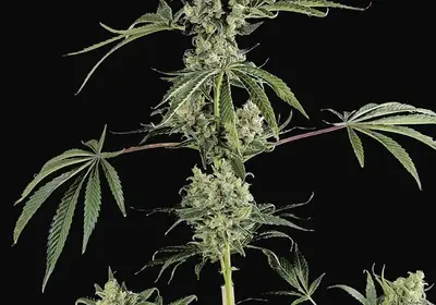 Moby Dick 2