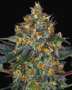Moby Dick Auto
