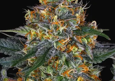 Moby Dick Auto