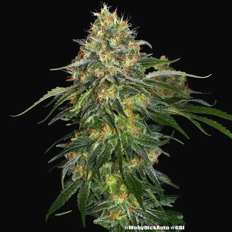 Moby Dick Auto — zdjęcie 2