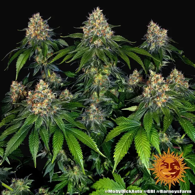 Moby Dick Auto — zdjęcie 5