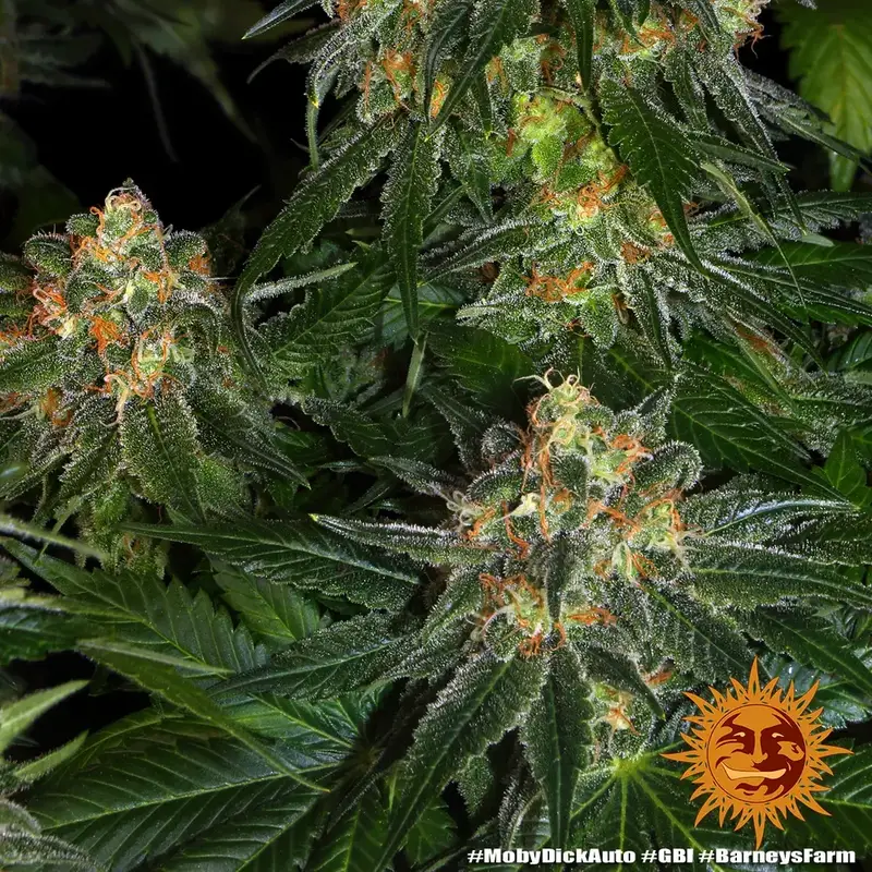 Moby Dick Auto — zdjęcie 4