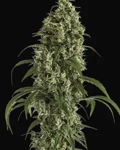Moby Dick Auto