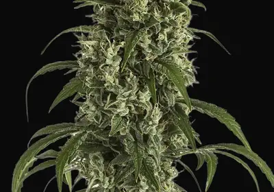 Moby Dick Auto
