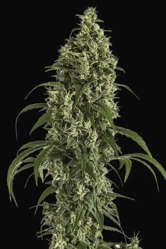 Moby Dick Auto