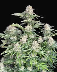 Moby Dick Auto