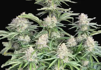 Moby Dick Auto