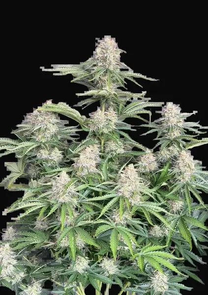 Moby Dick Auto