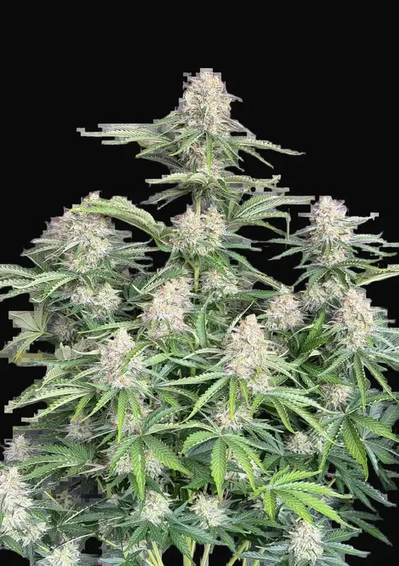 Moby Dick Auto