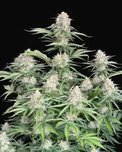 Moby Dick Auto