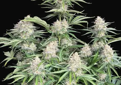 Moby Dick Auto