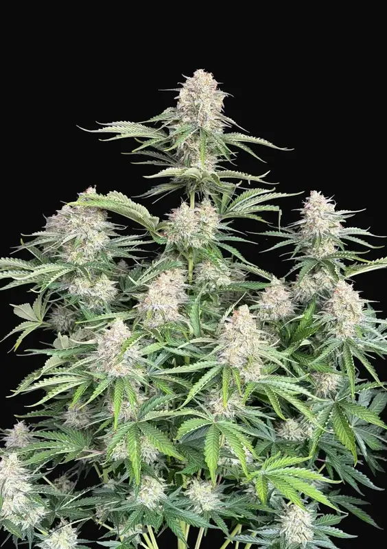 Moby Dick Auto