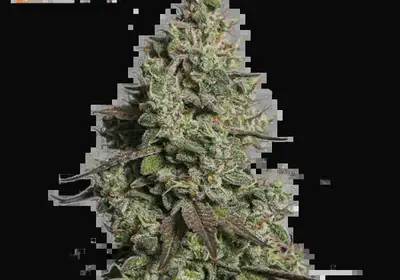 Moby Dick Auto