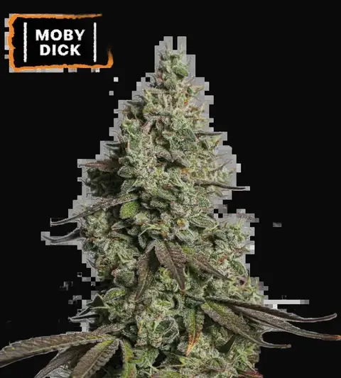 Moby Dick Auto