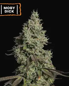Moby Dick Auto