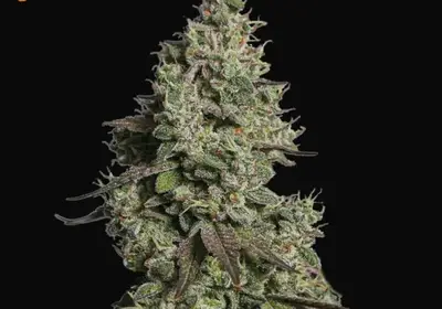 Moby Dick Auto