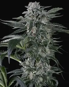 Moby Dick Auto