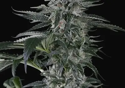 Moby Dick Auto