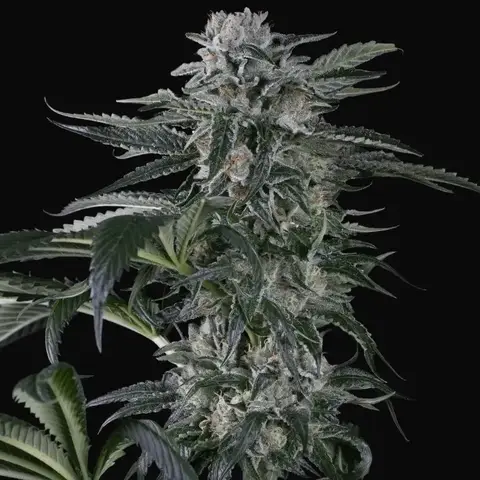 Moby Dick Auto