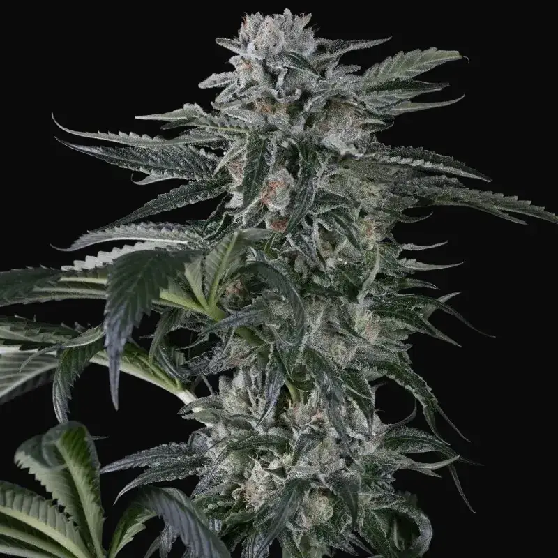 Moby Dick Auto