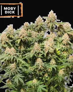Moby Dick