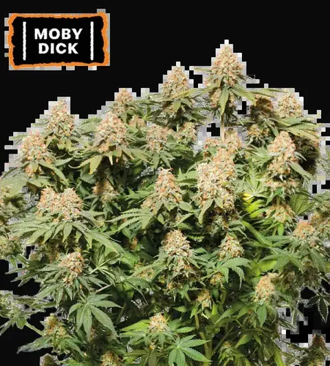 Moby Dick