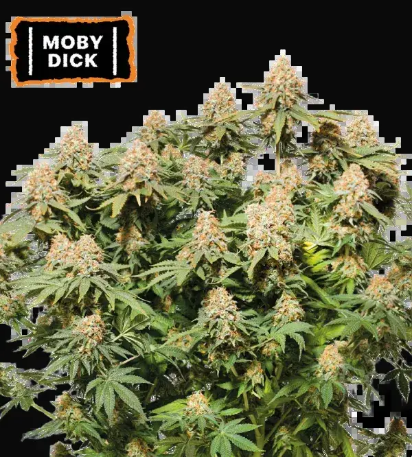 Moby Dick