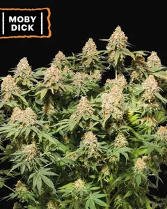 Moby Dick