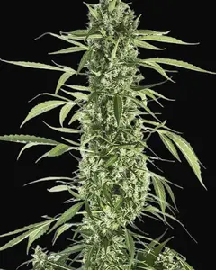 Moby Dick XXL Auto