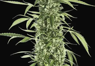 Moby Dick XXL Auto