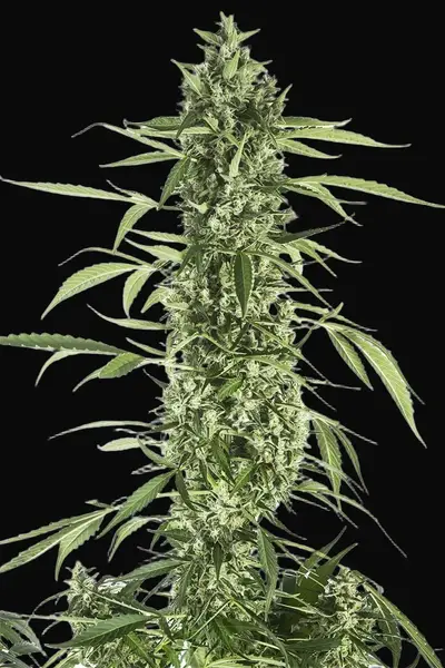 Moby Dick XXL Auto