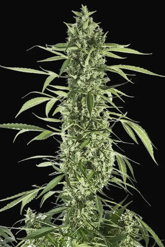 Moby Dick XXL Auto
