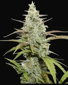 Mokum’s Tulip