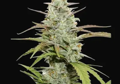 Mokum’s Tulip
