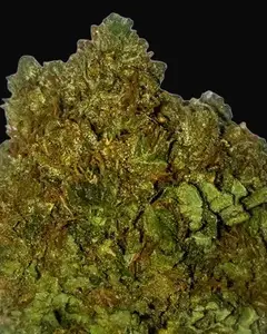 Money Bush