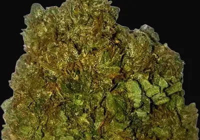 Money Bush
