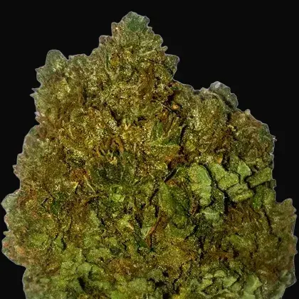 Money Bush