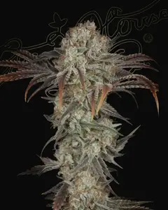 Money Maker