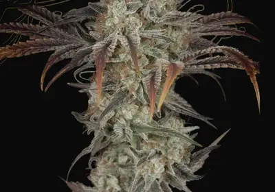 Money Maker