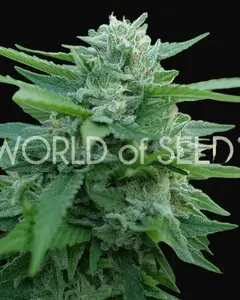 Mongolia THC Free