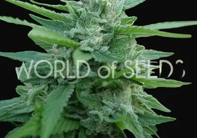 Mongolia THC Free