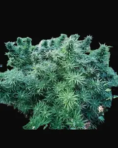 Monkey Glue